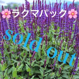 🌸sold out🌸《サルビア　ネモローサ　カラドンナ苗　宿根草　複数株植え》(その他)