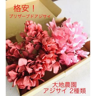 格安価格！【花材セット】プリザーブドフラワー 紫陽花 2種 プリザーブドアジサイ(各種パーツ)