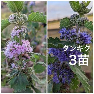 ダンギク　段菊　　根付き抜き苗　3苗　（ピンク・紫　これから花が咲きます）(プランター)