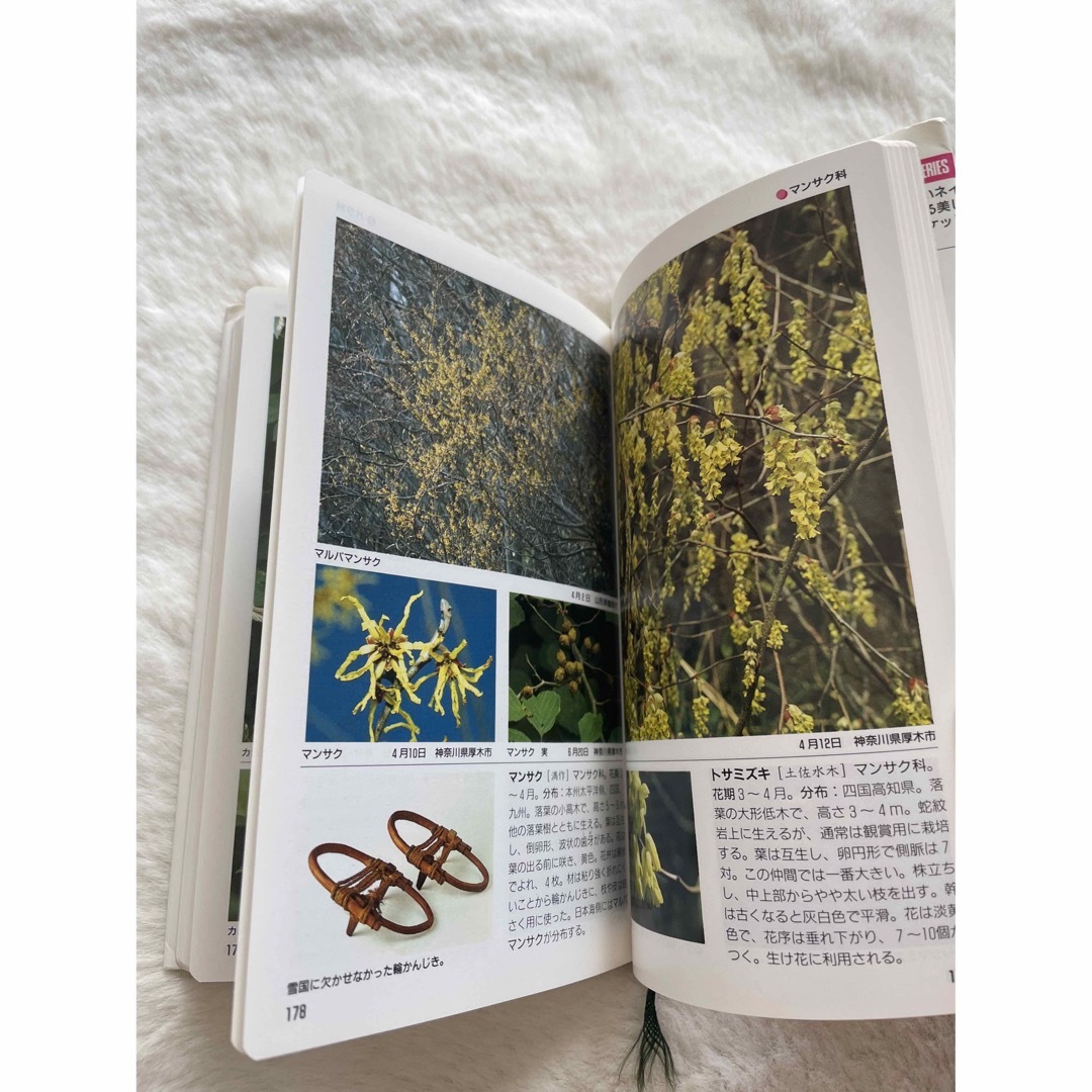 日本の樹木 上 エンタメ/ホビーの本(趣味/スポーツ/実用)の商品写真