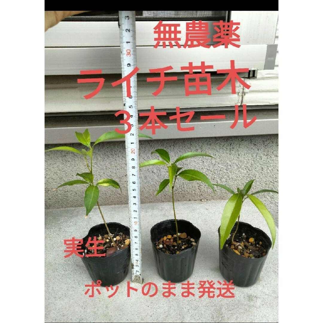 ライチの苗 レイシー苗木 ベトナム産ティエウ種 ライチ苗 無農薬 ...