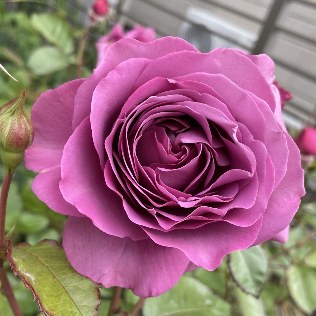 四季咲きバラ苗　木立性　薔薇苗　 中輪　紫 ハンドメイドのフラワー/ガーデン(その他)の商品写真