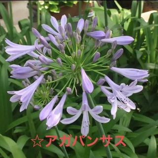 《アガパンサス》背高大輪タイプ☆薄紫の花☆常緑☆大株(その他)