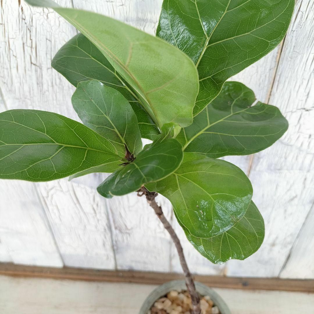 フィカス バンビーノ 曲げ　観葉植物