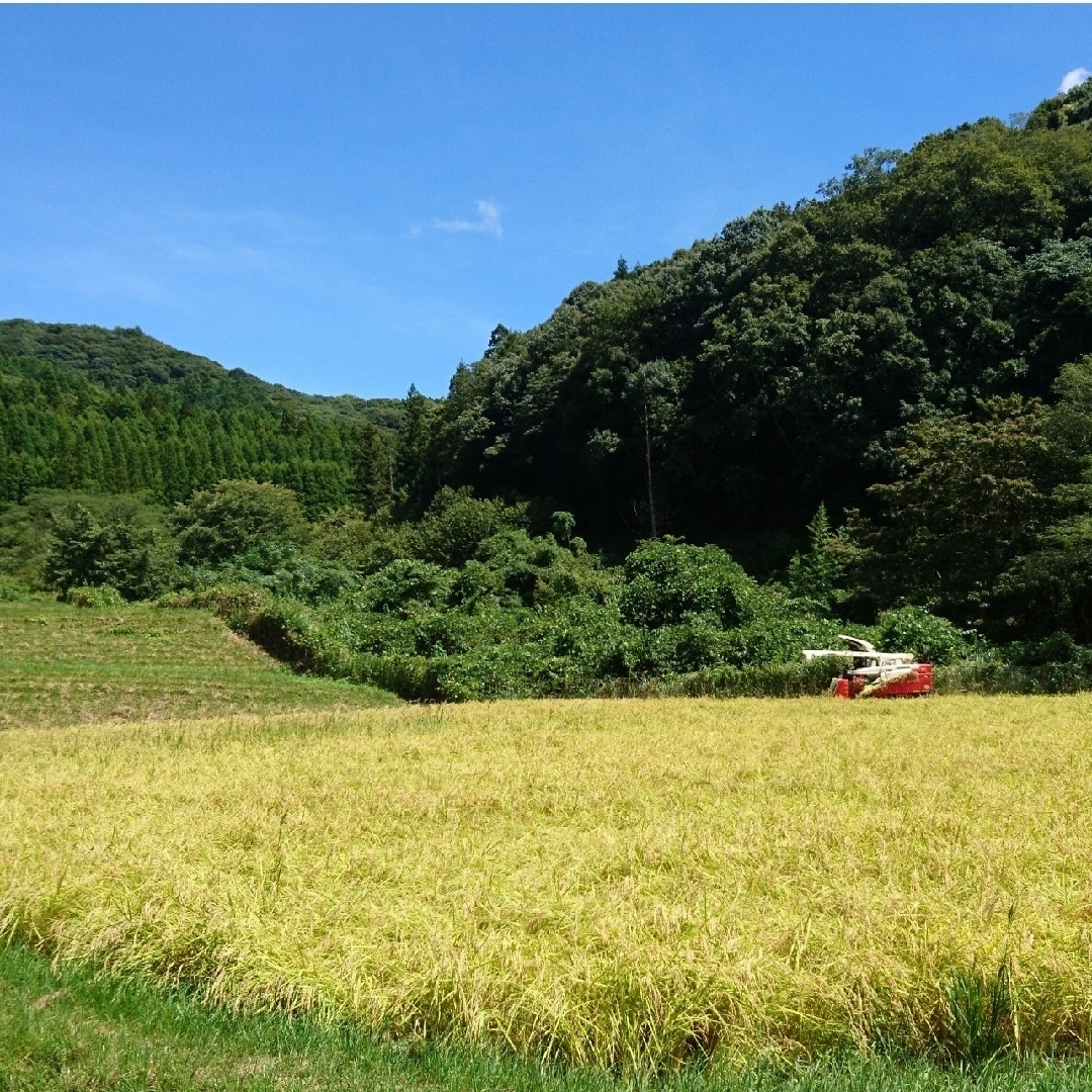 令和5年度  山口県産  コシヒカリ  新米  15㎏食品/飲料/酒