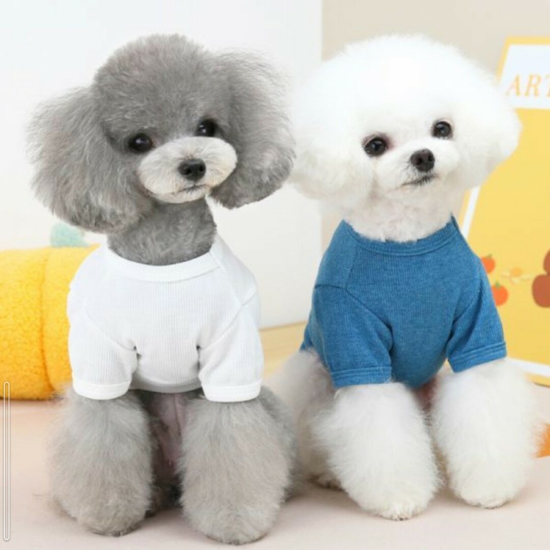 犬服  くまちゃん　 Tシャツ カットソー シャツ　2色あります その他のペット用品(犬)の商品写真