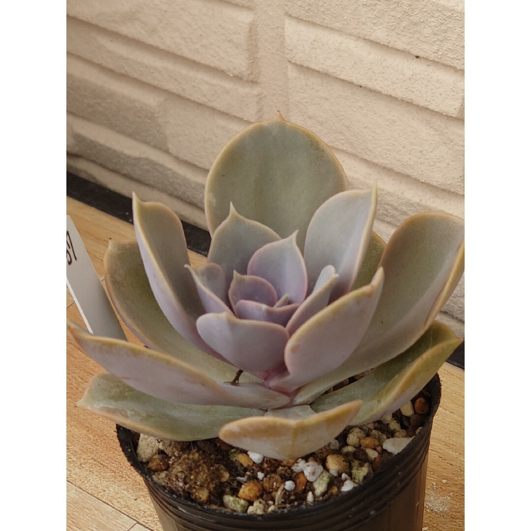 モリモリ実生! レウコスリクス チレコドン 多肉植物 塊根植物 モリモリ実生! レウコスリクス チレコドン 多肉植物 塊根植物