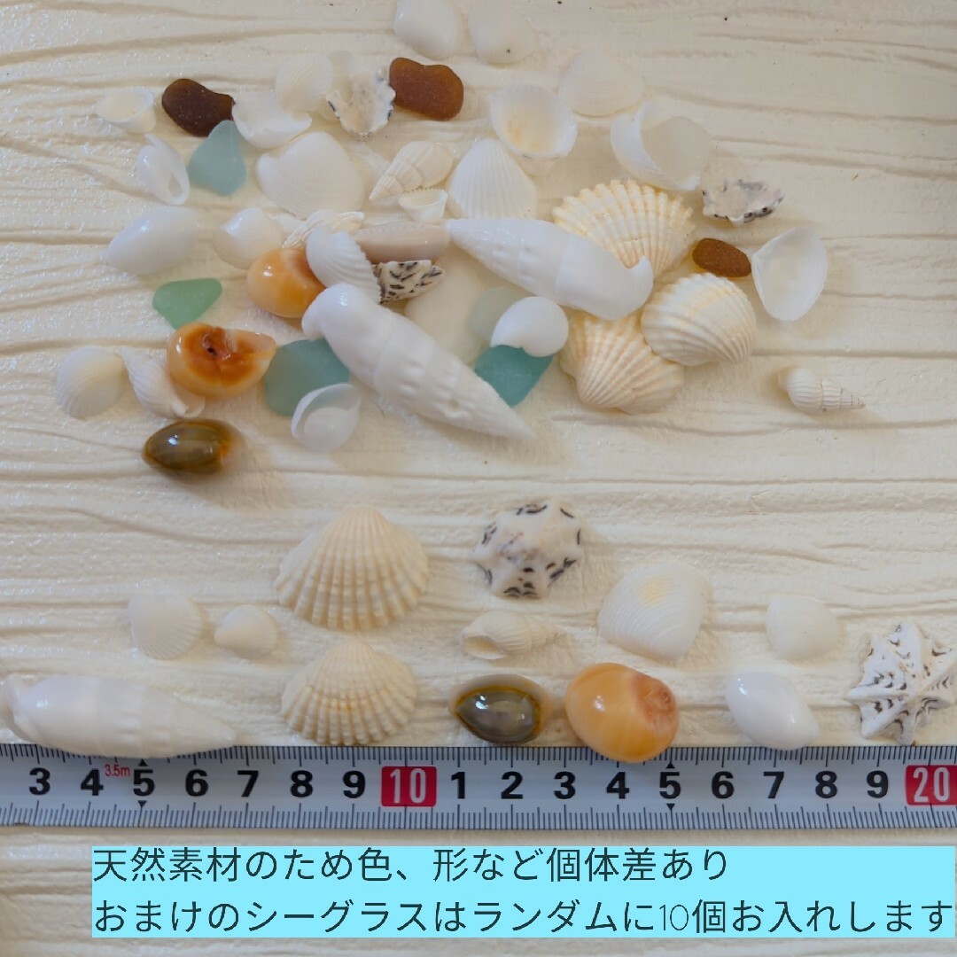 貝殻アソート　貝がら　シェル　天然素材　貝殻セット　工作　ハンドメイド　海 ハンドメイドの素材/材料(各種パーツ)の商品写真