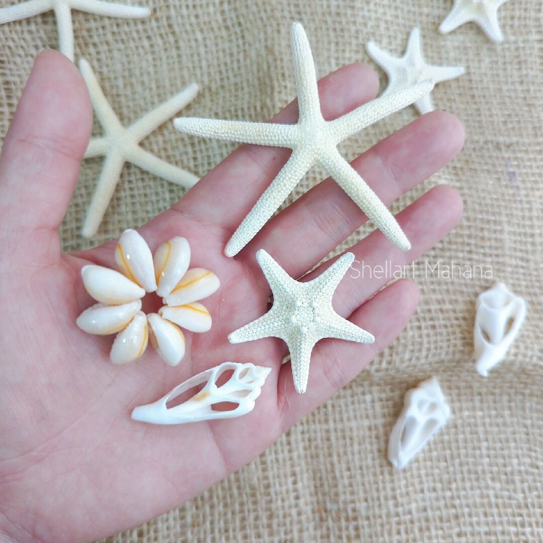 貝殻アソート 貝がら シェル 天然素材 貝殻セット 工作 ハンドメイド