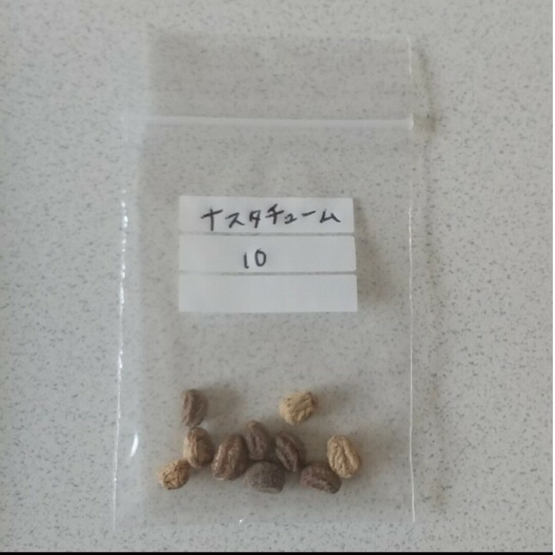 【ナスタチュームのタネ】10粒 種子 種 ナスタチウム 金蓮花 花 ハーブ その他のその他(その他)の商品写真