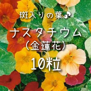 【ナスタチュームのタネ】10粒 種子 種 ナスタチウム 金蓮花 花 ハーブ(その他)