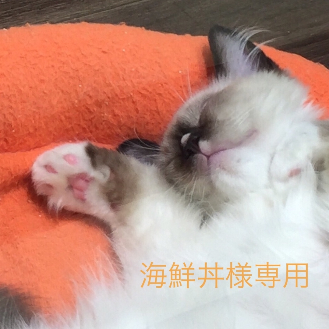 海鮮丼様専用 | フリマアプリ ラクマ