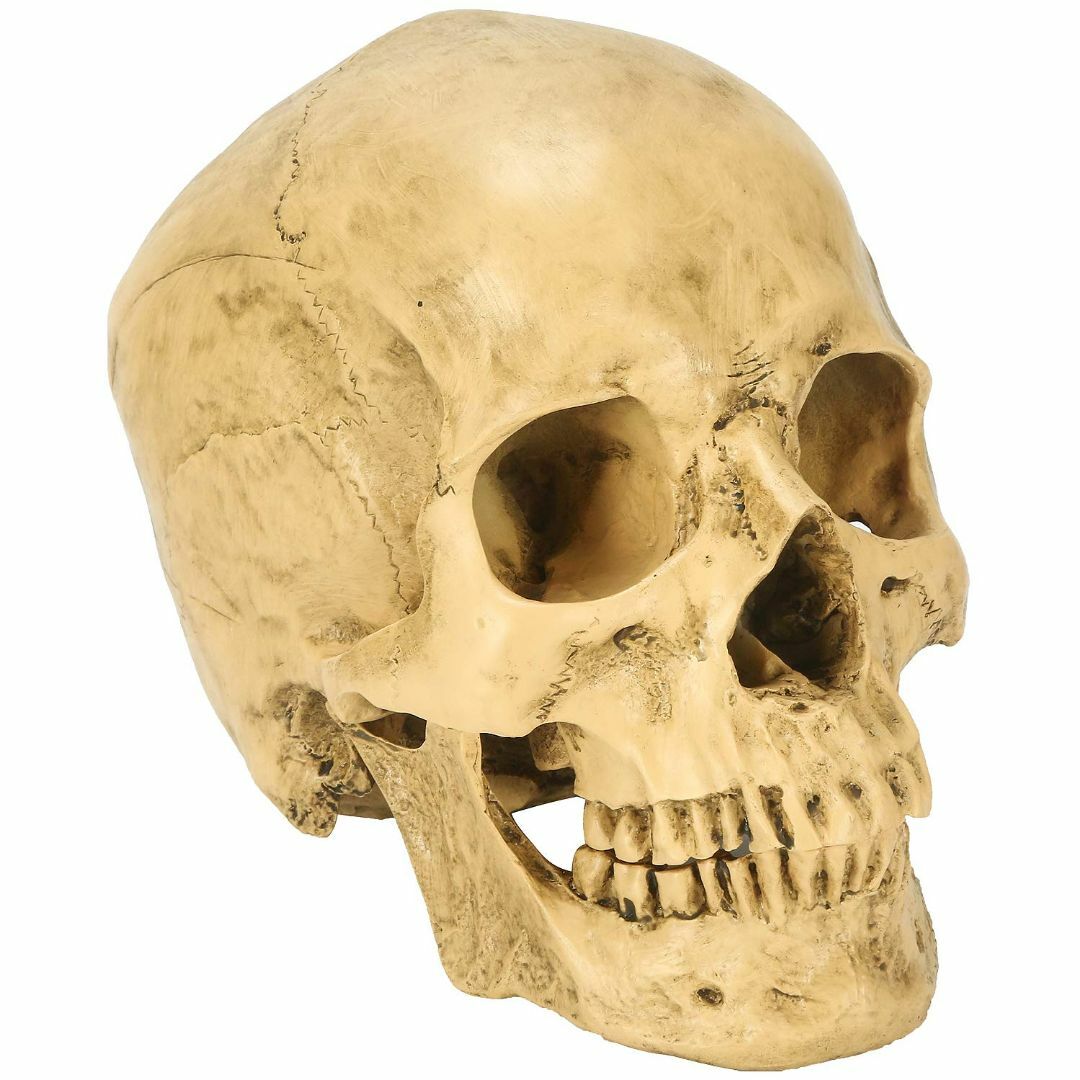 【人気商品】実物大 頭蓋骨 レプリカ あごが動く可動式 骸骨 骨格標本 骨格模型