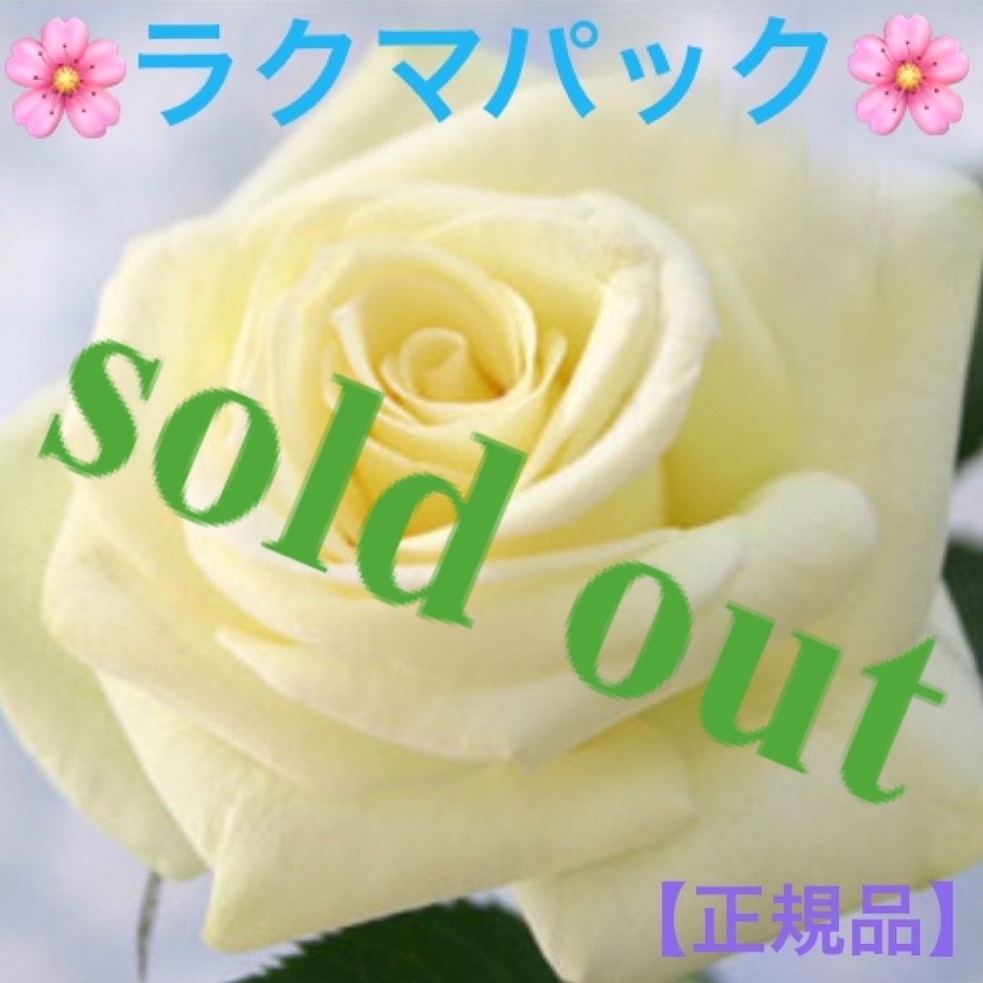 ????sold out????《ミニバラ苗　ベルガモ フォーエバー　開花♡&蕾あり✨》