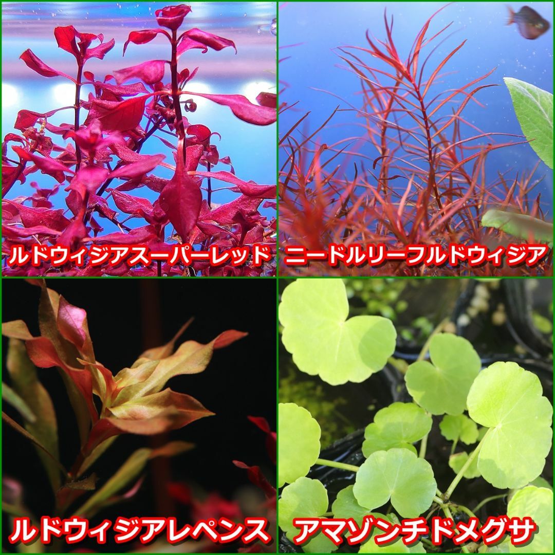 水草 ルドヴィジアスーパーレッド アクアリウム 無農薬 - 水草