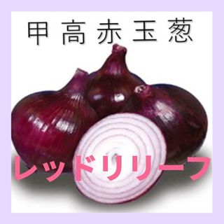 100粒　サラダにも　甘みのある赤玉ねぎ　✦レッドリリーフ✦　野菜の種(その他)