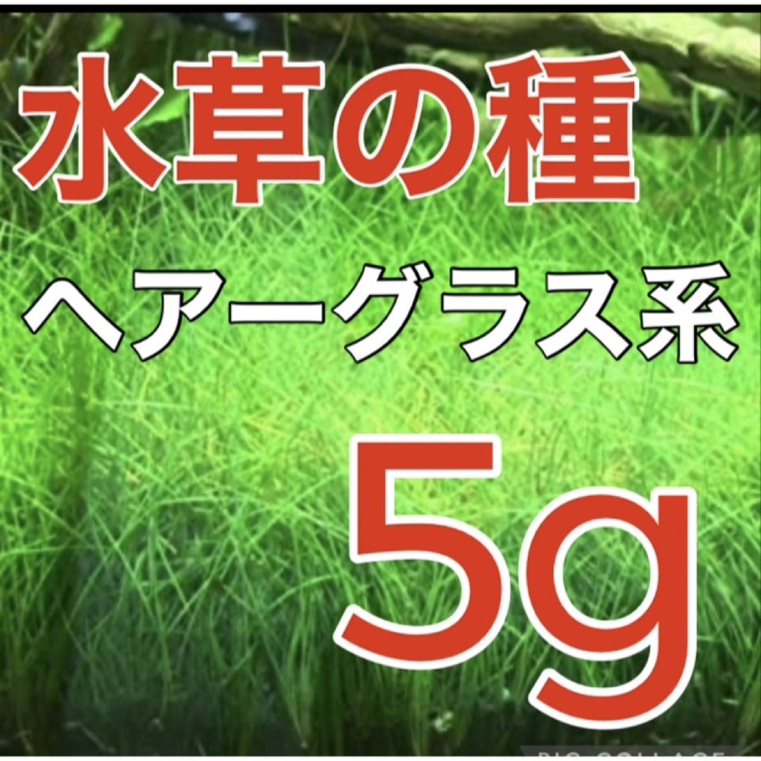 種から育てる水草　水草の種【ショートヘアーグラス系】5g その他のペット用品(アクアリウム)の商品写真