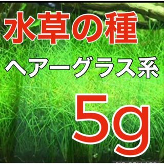 種から育てる水草　水草の種【ショートヘアーグラス系】5g(アクアリウム)