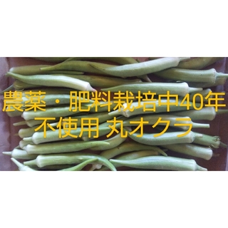 オクラ 2kg(野菜)