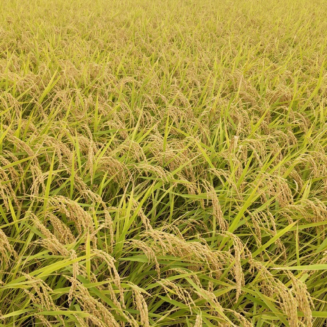 令和5年産もち米玄米25kg 減農薬栽培タンチョウモチ 福井県産 農家直送
