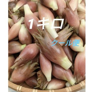 みょうが　1キロ(野菜)