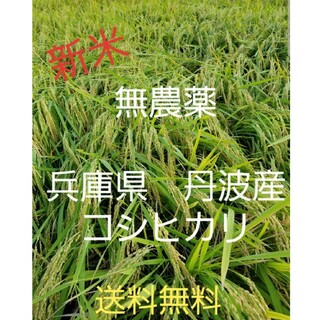 令和5年　兵庫県丹波産 農薬、除草剤不使用　新米コシヒカリ10キロ(米/穀物)