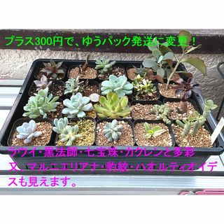 内容変更‼️増量‼️特価‼️多肉植物 寄植え用 札落ち 20ポット抜き苗セット５(その他)