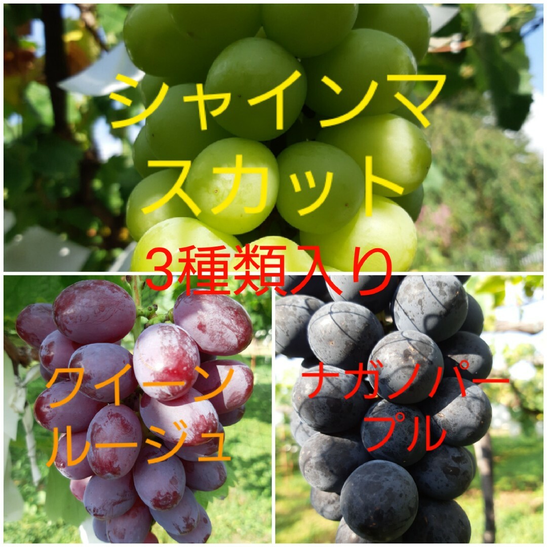 ナガノパープルルージュシャイン