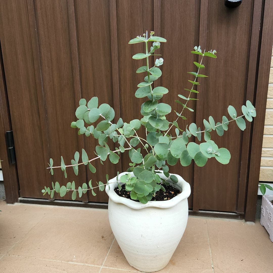 ユーカリ　ゴニオカリックス　ホワイトフリルテラコッタ鉢植え　苗