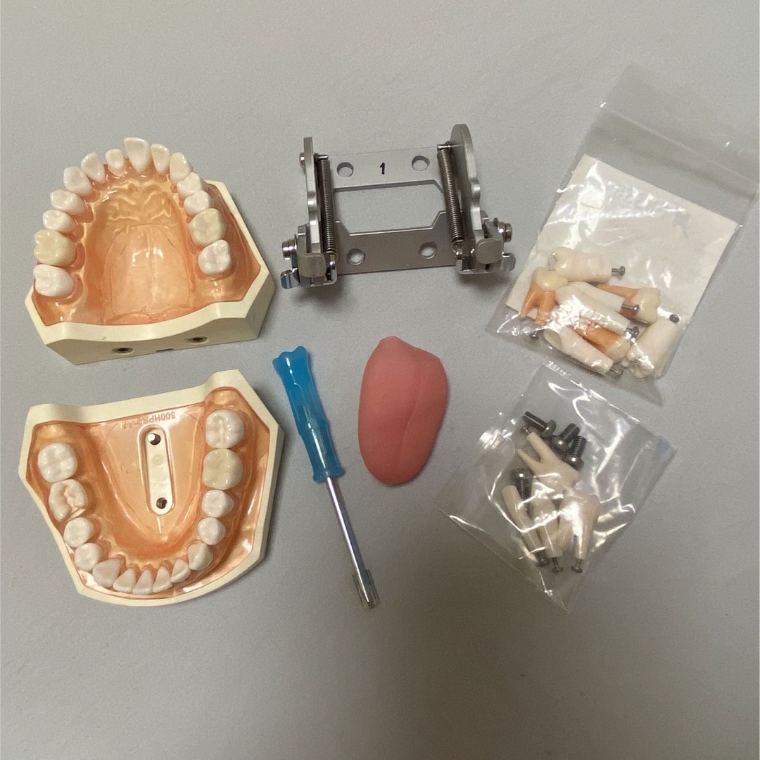NISSIN DENTAL MODEL 顎模型 歯科の通販 by sana.|ラクマ NISSIN DENTAL MODEL 顎模型 歯科の通販 by sana.|ラクマ