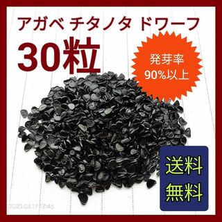 【即購入可】アガベ　チタノタドワーフの種子　30粒(その他)