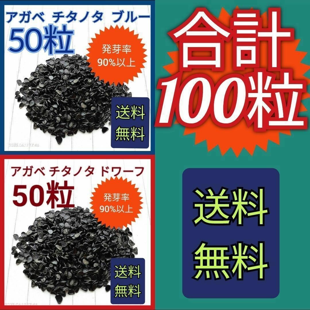 【特別価格】アガベ　チタノタドワーフの種 50粒　チタノタブルーの種　50粒