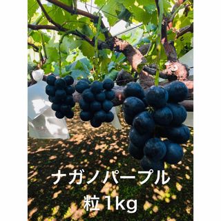 信州産　ナガノパープル　粒売り　1kg (フルーツ)