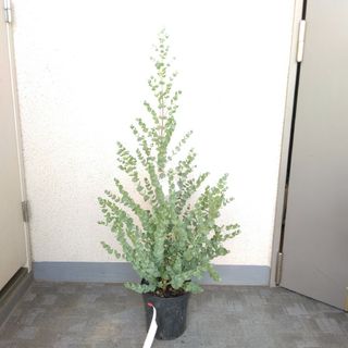 ②ユーカリ【グニー】ハーブ‼️観葉植物❗ボリューム◎！樹形綺麗！高さ95◎(プランター)