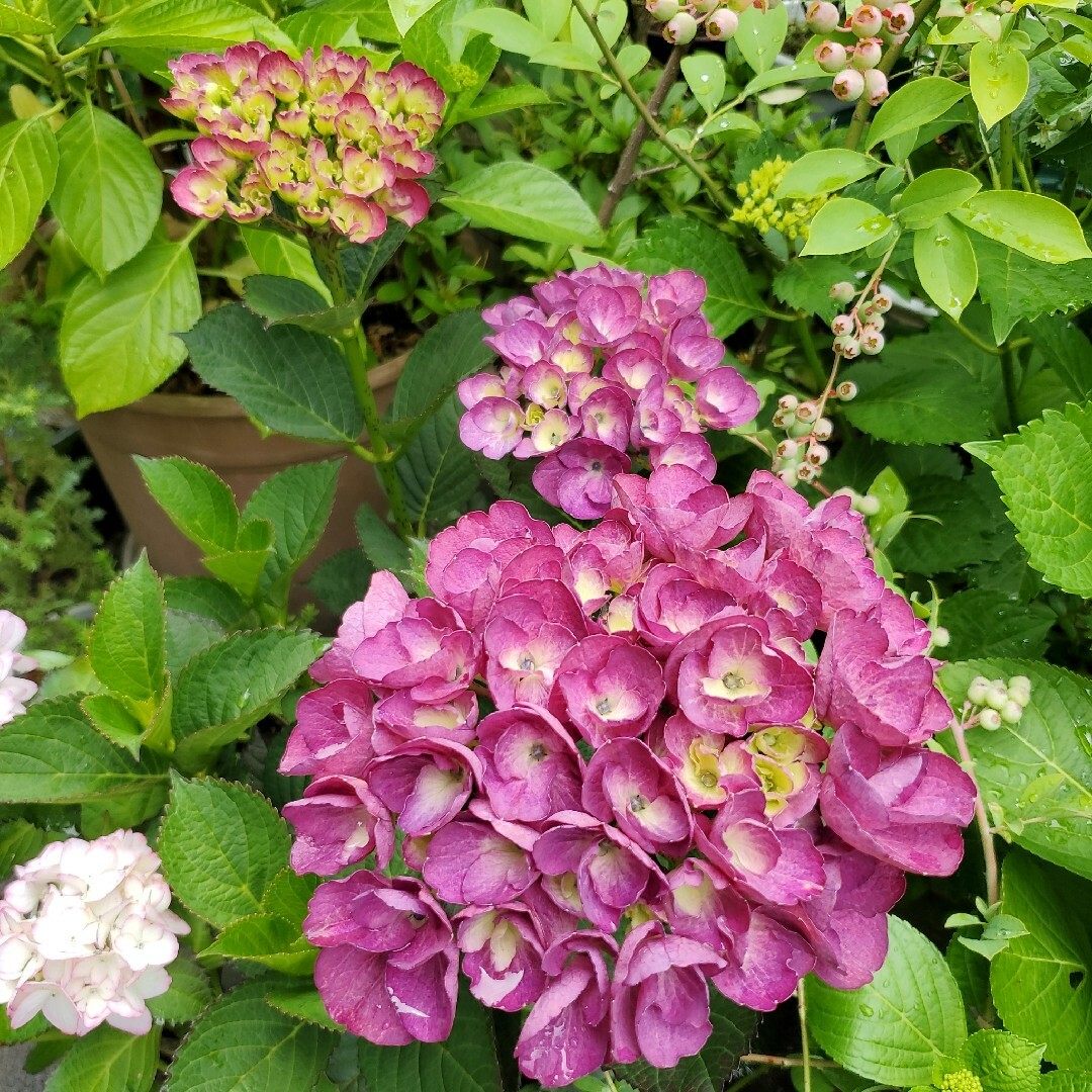 紫陽花苗 ハンドメイドのフラワー/ガーデン(その他)の商品写真