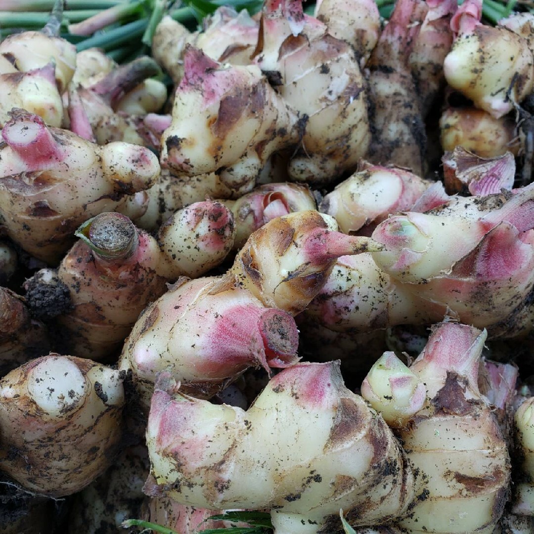 高知県産 土付き新生姜コンパクト 食品/飲料/酒の食品(野菜)の商品写真