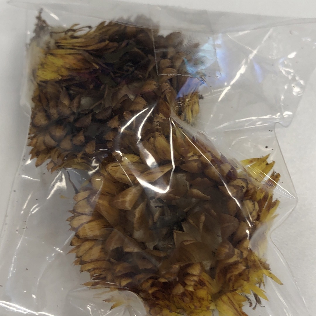 黄色ヘリクリサムタネ 種 ムギワラギク 麦藁菊の種 今から種蒔 9 黄色ヘリクリサムタネ 種 ムギワラギク 麦藁菊の種 今から種蒔 9