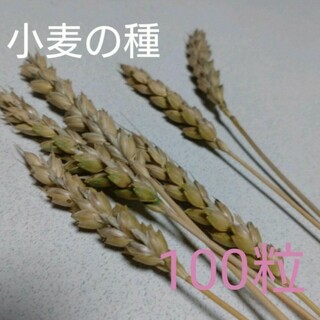 小麦の種　100粒　無農薬栽培(野菜)
