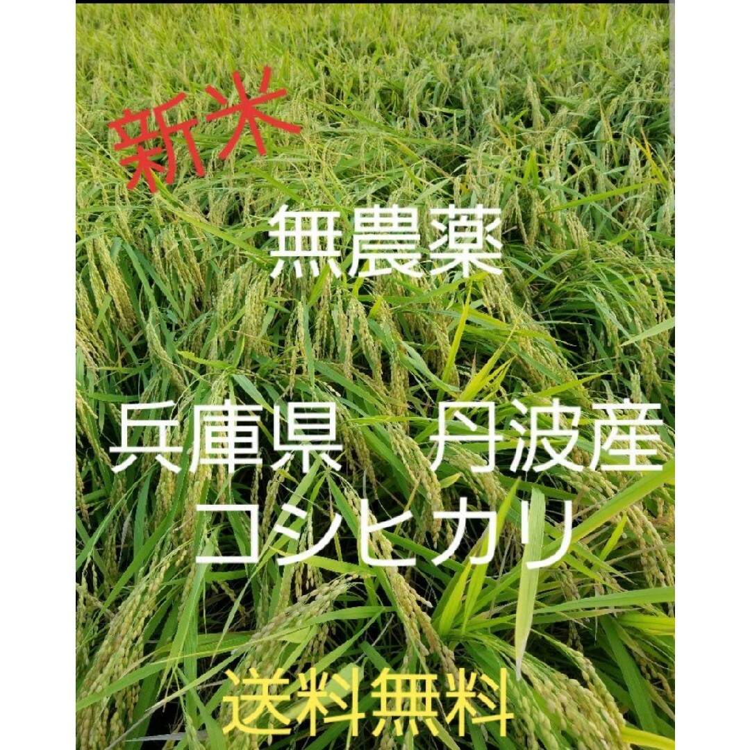楽天市場】令和7年度産 新米 コシヒカリ 兵庫県産 おこめ 精米前