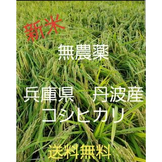 令和5年　兵庫県丹波産 農薬、除草剤不使用　新米コシヒカリ20キロ(米/穀物)