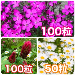 花の種　シレネ・ピンクパンサー　ストロベリーキャンドル　ノースポール(その他)