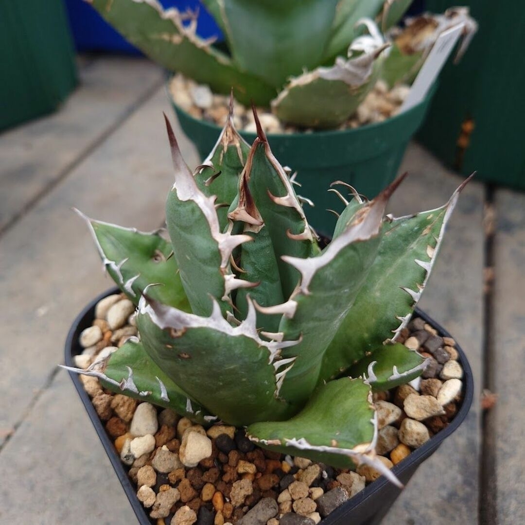 アガベ チタノタ オアハカ Agave titanota Oaxaca 12オテロイ