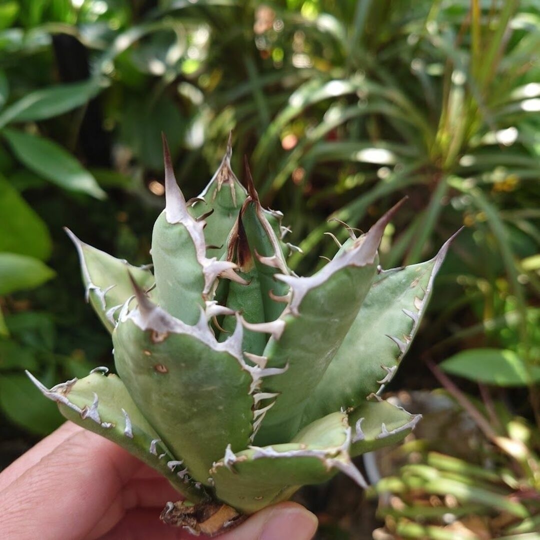 アガベ チタノタ オアハカ Agave titanota Oaxaca 12 3