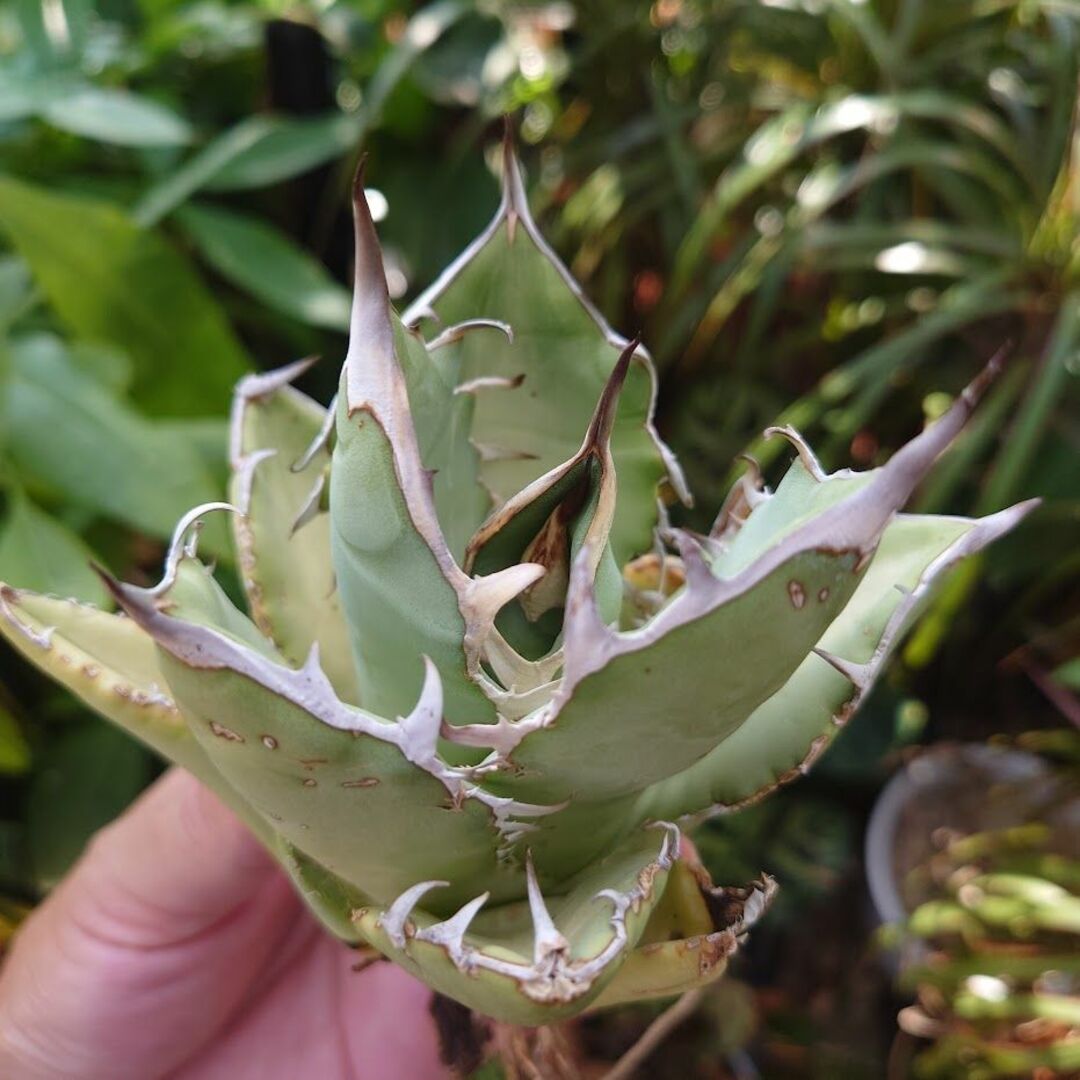 オアハカアガベ チタノタ オアハカ Agave titanota Oaxaca 13