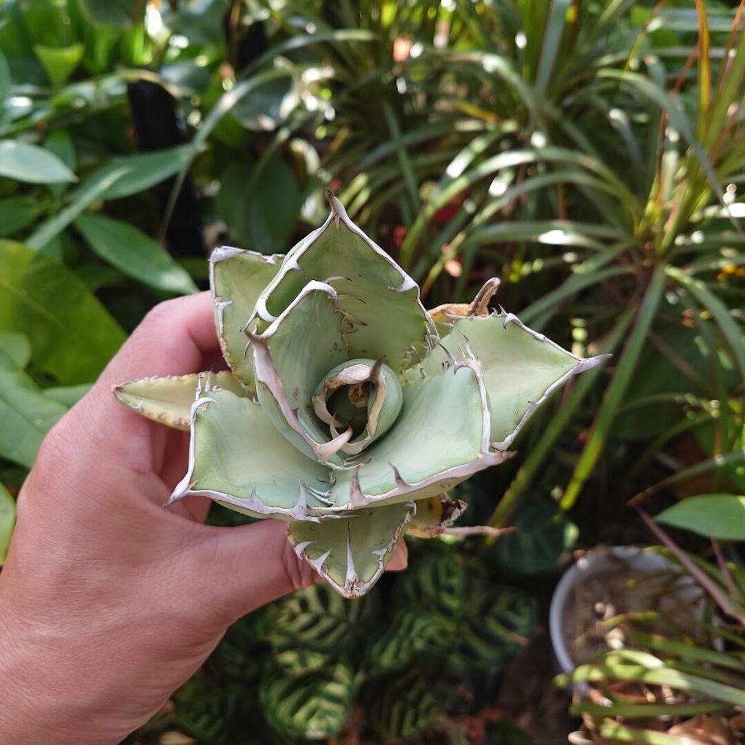 アガベ チタノタ オアハカ Agave titanota Oaxaca 13