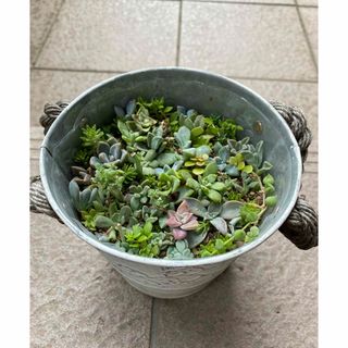 多肉植物とセダムの寄せ植え(プランター)