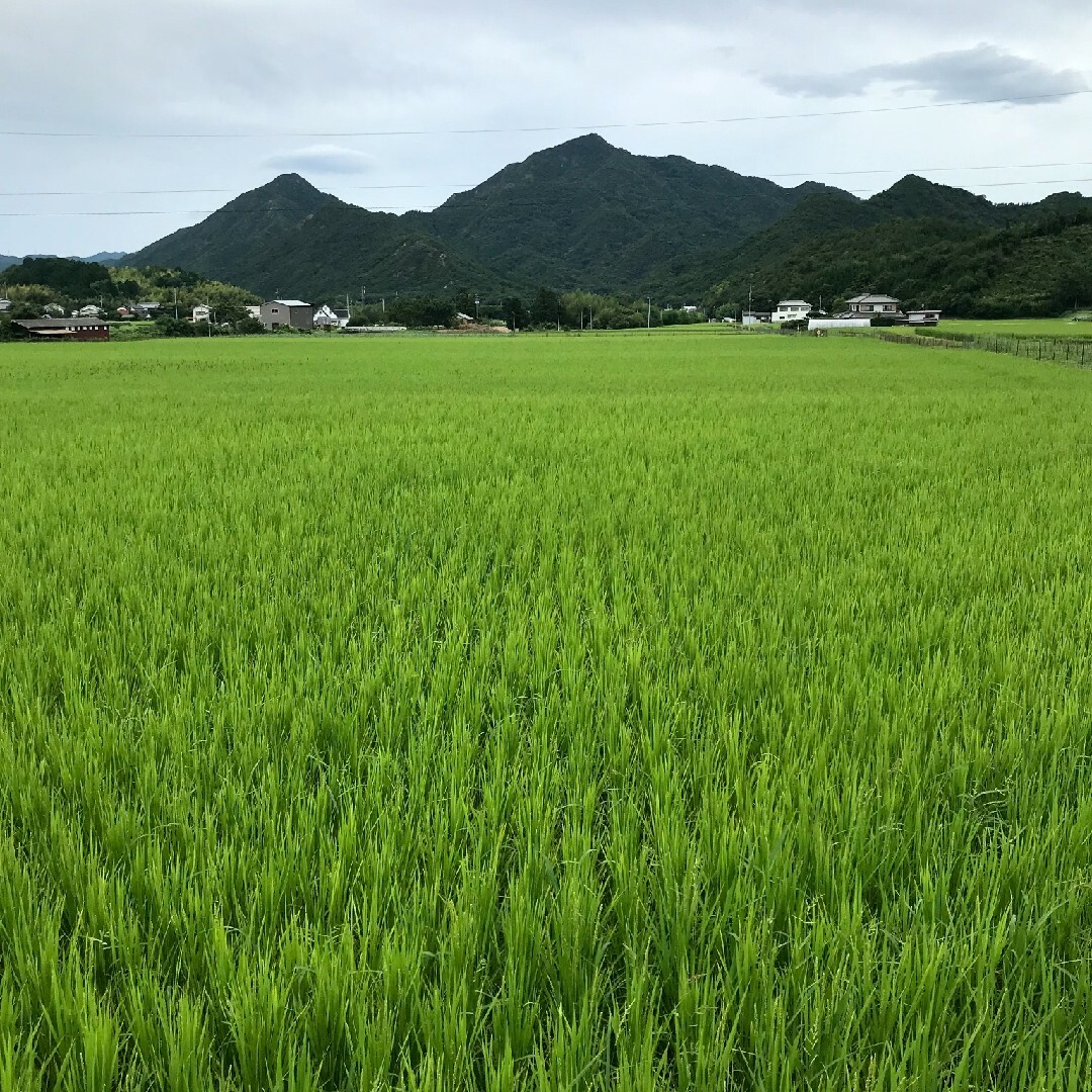 令和 香川県産 コシヒカリ 白米キロの通販 by ヒデじい'