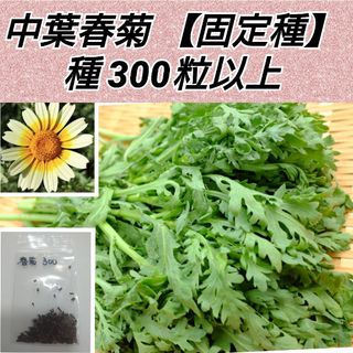 中葉春菊 種300粒以上【固定種】(プランター)