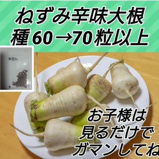 ねずみ辛味大根 種70粒以上(プランター)