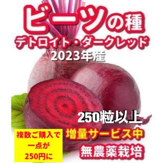 ビーツの種　デトロイトダークレッド【250粒以上】★令和5年産・無農薬栽培の種(野菜)